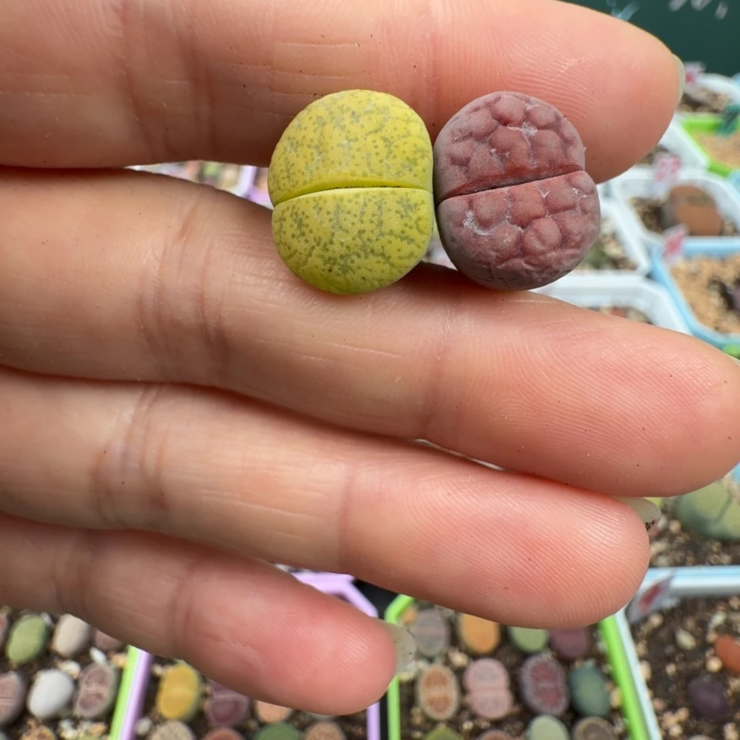 特价阿克玫瑰送荧光绿