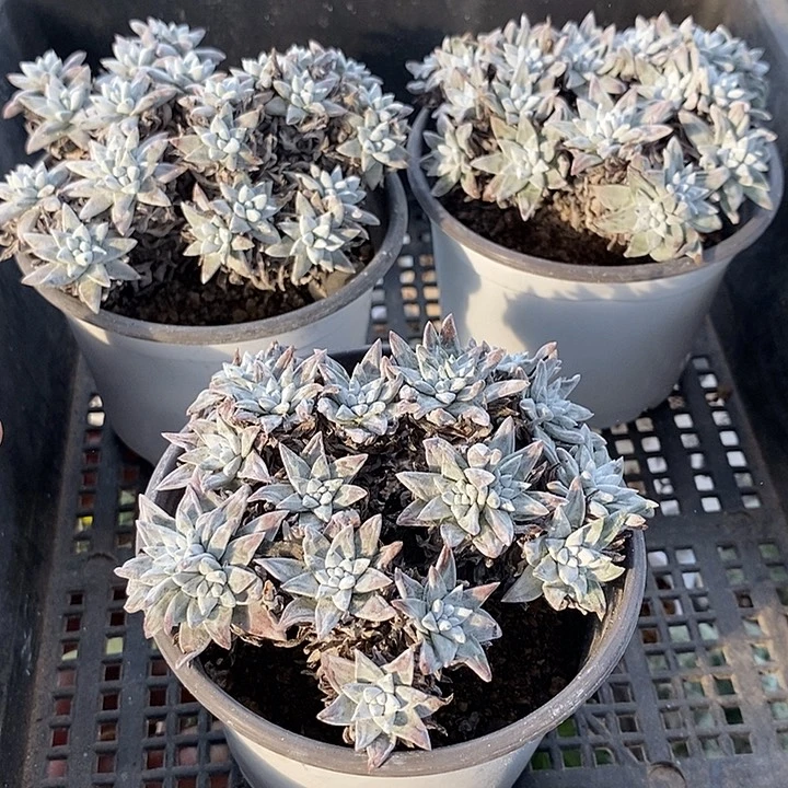 878白菊带盆一一一