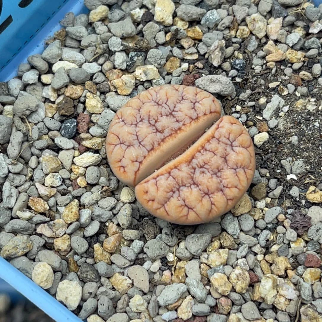 2971凹凸拿铁189一颗