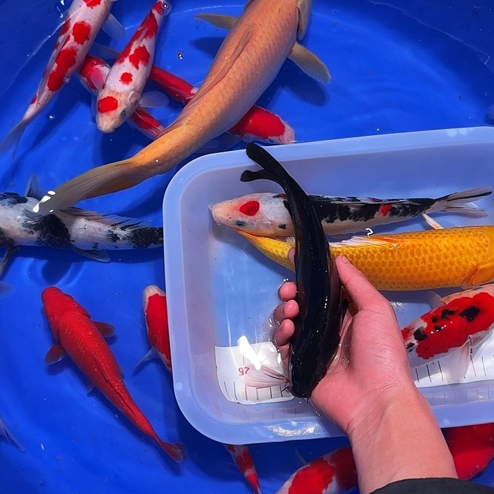 海水鱼哥哥规范。好吧好好