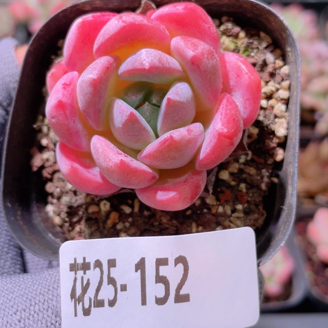 花利美25-152冰糖