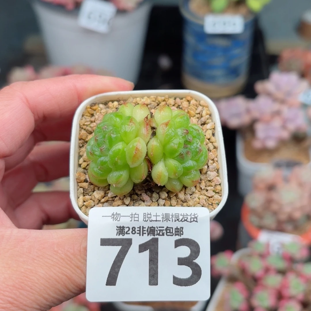 阳光玫瑰无盆土发货