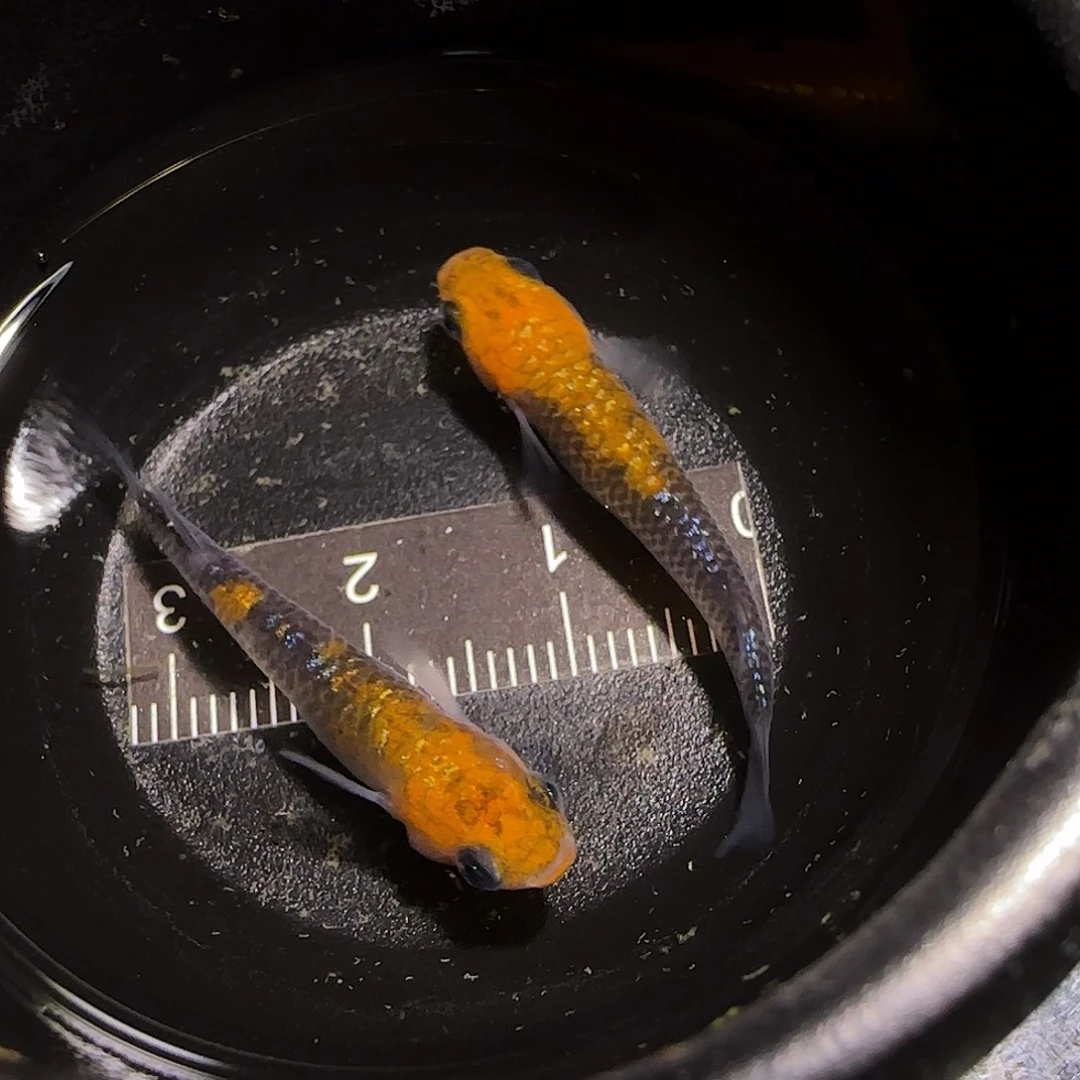 青鳉鱼观背青鱂一物一拍182