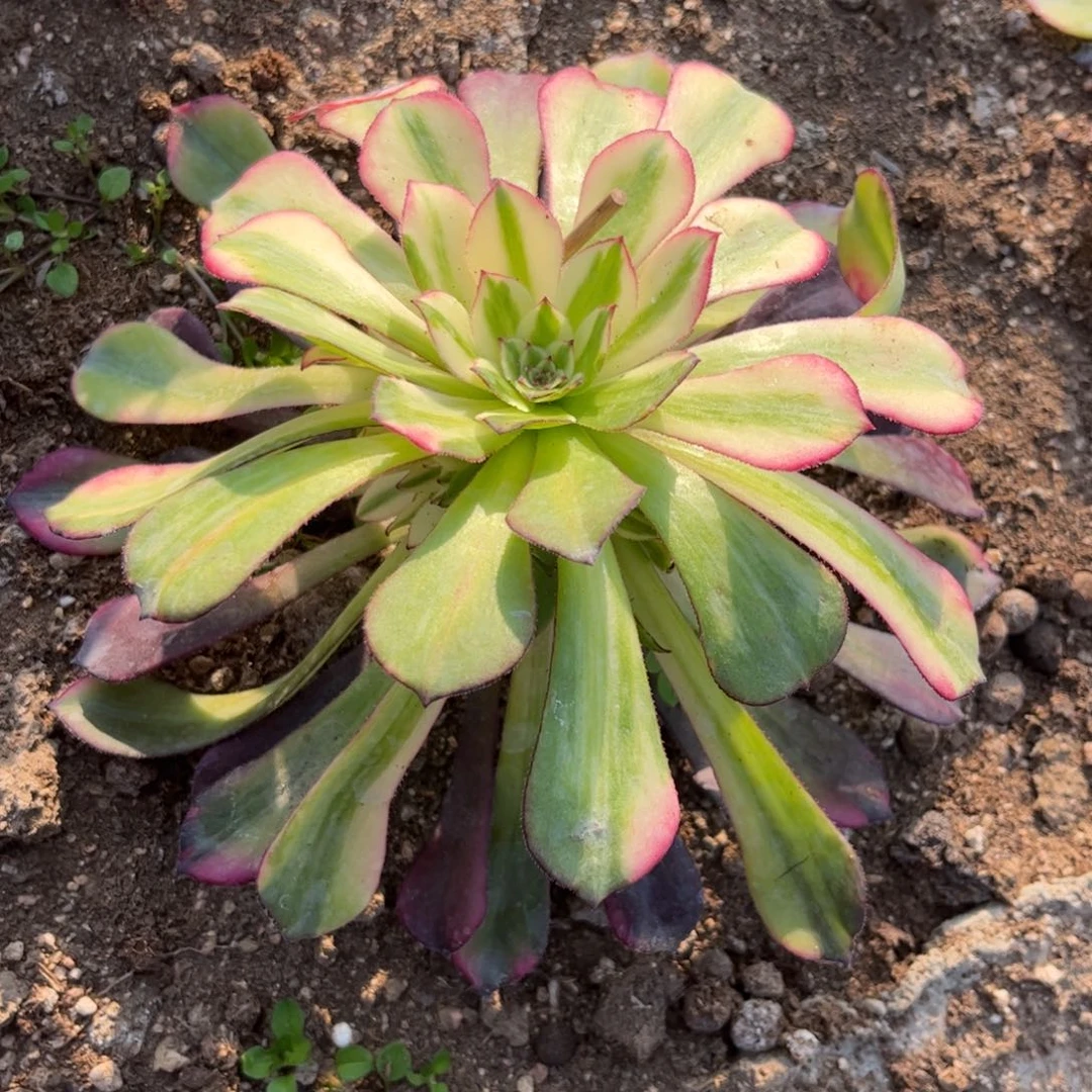 289多肉植物铜壶七彩两圈头