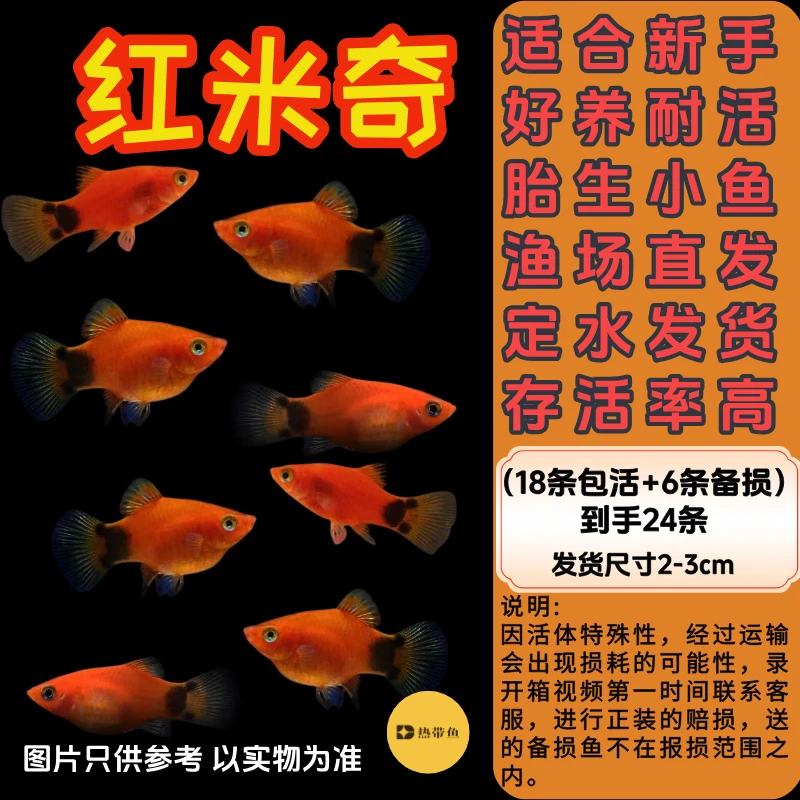 新手好养米奇胎生小型热带观赏鱼耐活可与玛丽孔雀鱼混