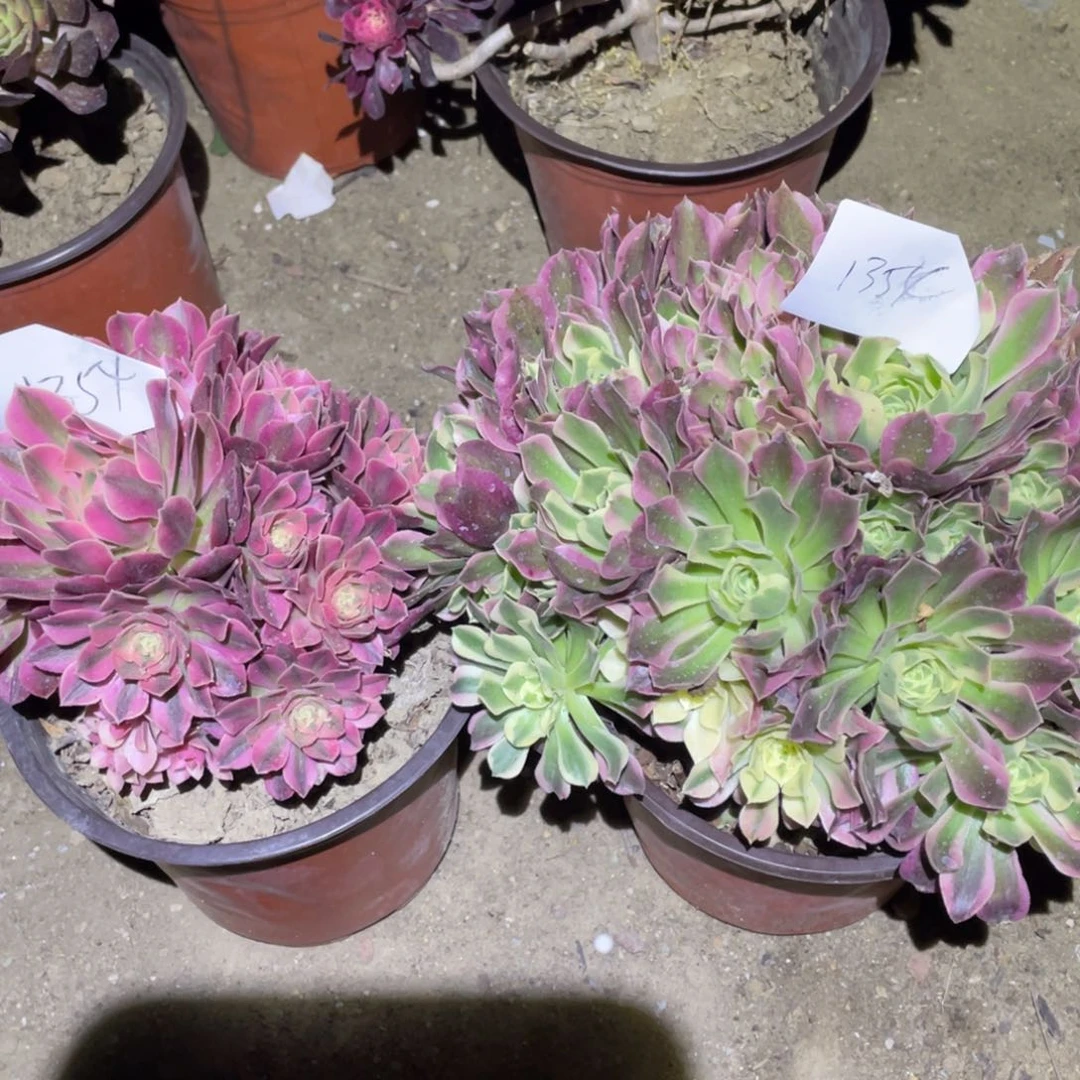 沭阳发1354粉女巫➕白凤