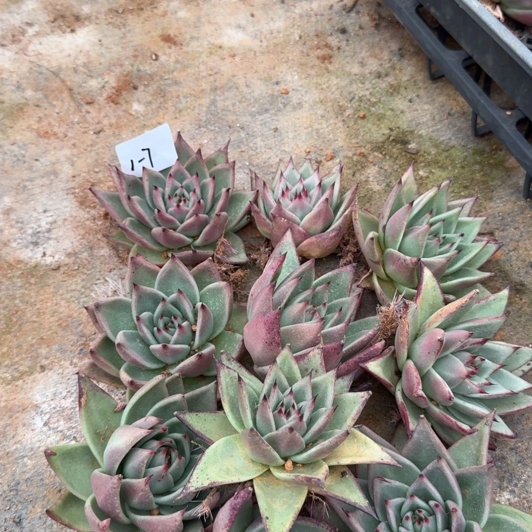 1-7乌木十棵量拍