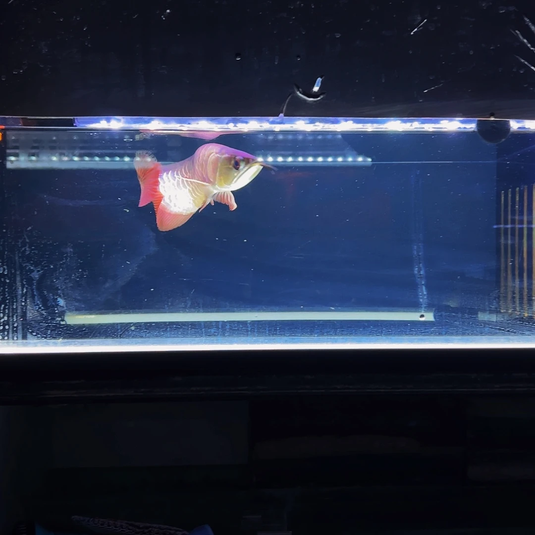 *****海水鱼观赏鱼热带鱼金龙鱼