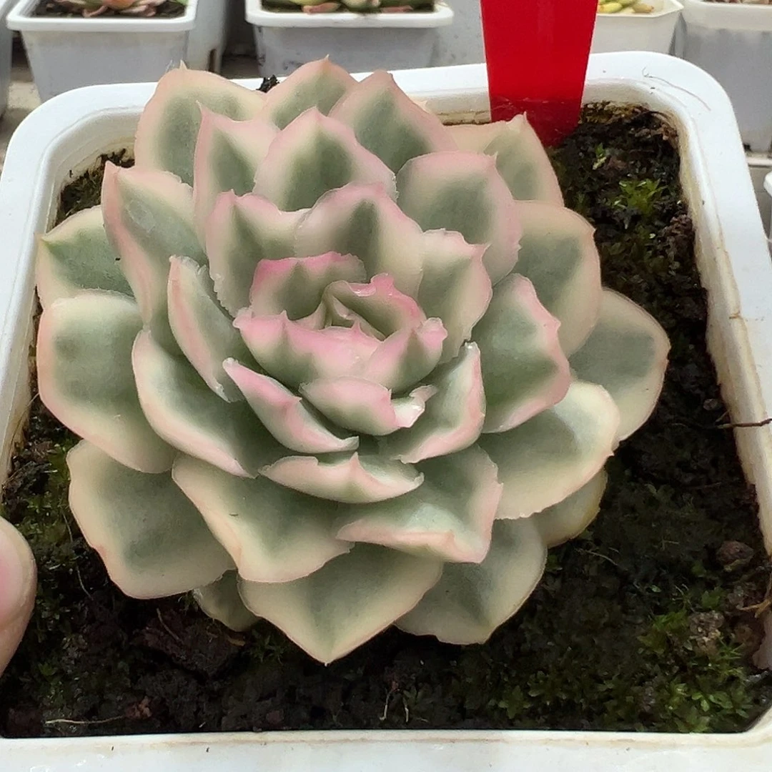不开花植物2001号紫蝴蝶锦多肉