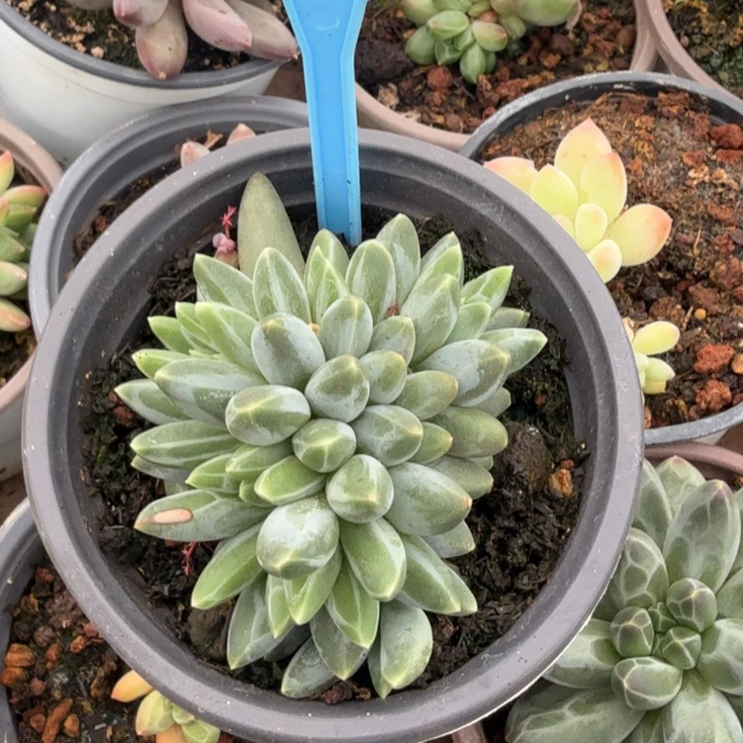 伊卡鲁斯多肉植物040