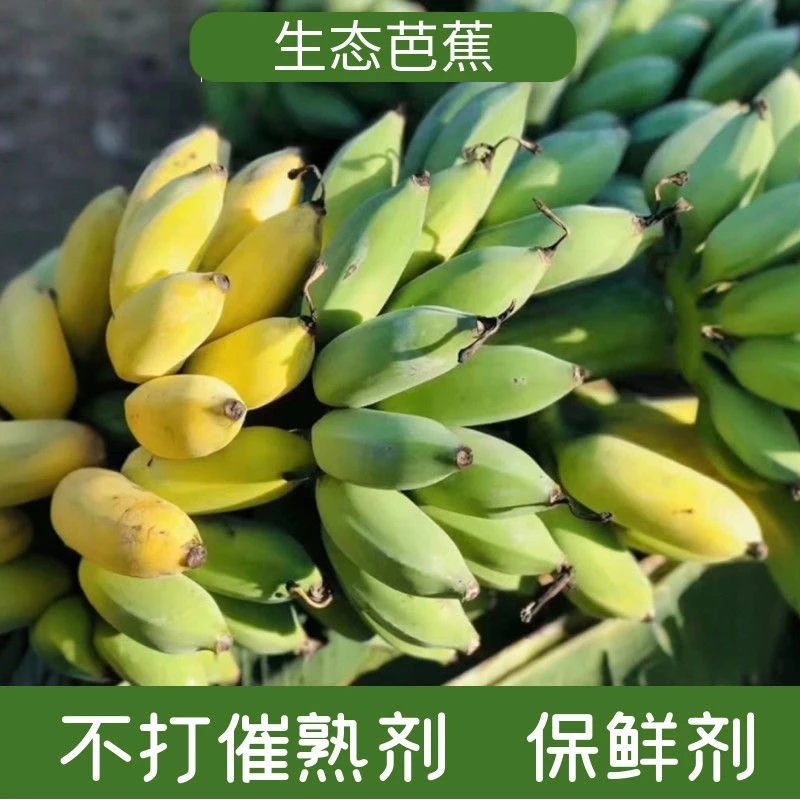 （小丫精选）云南高山野生西贡芭蕉小米蕉新鲜采摘宝宝辅食