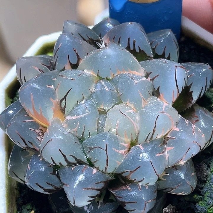 655水中月锦母本