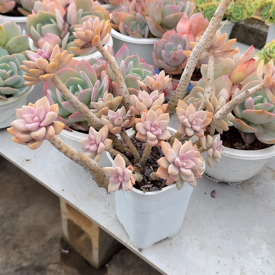 瓊***海淡雪多肉植物一颗