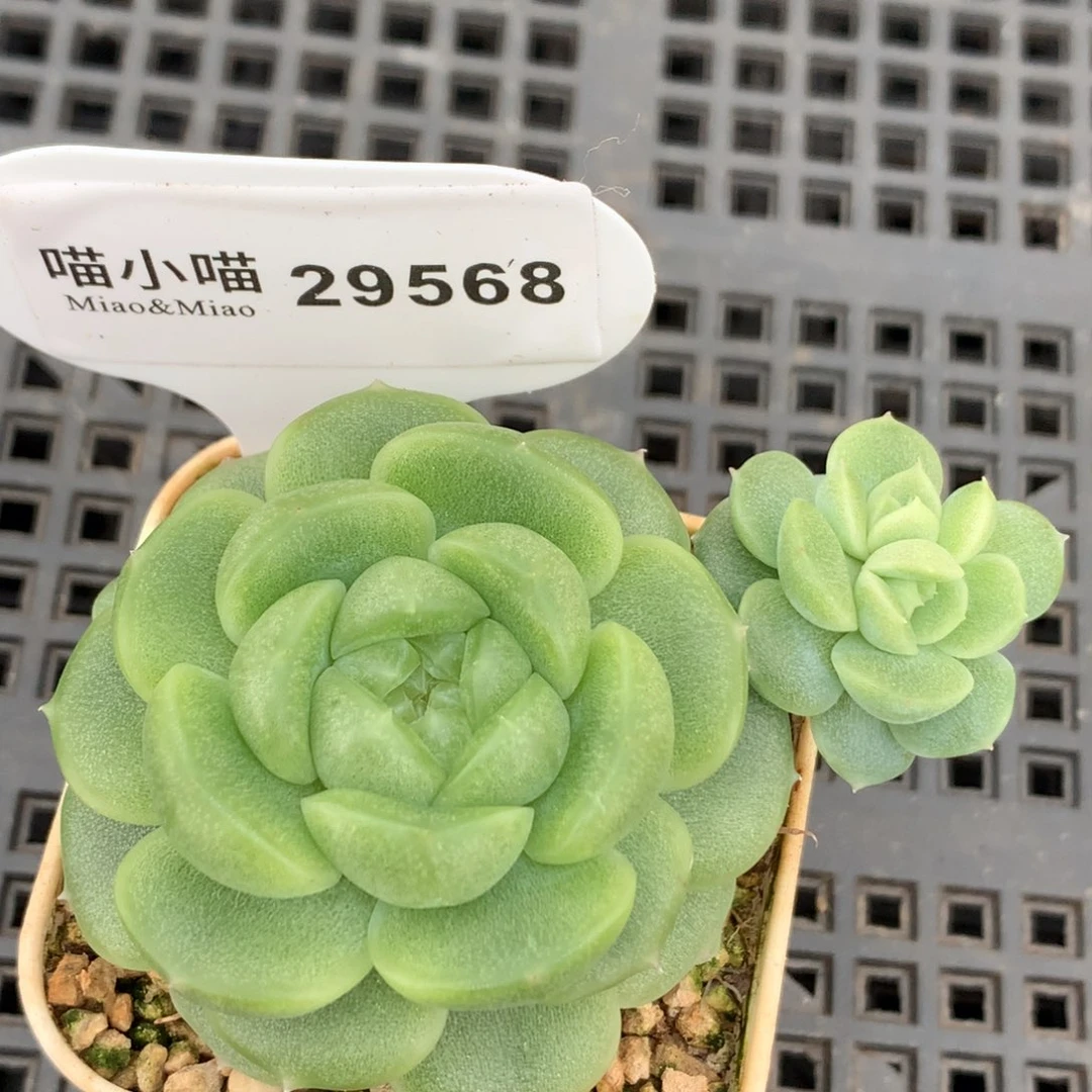 ****慈多肉植物杂交珍妮
