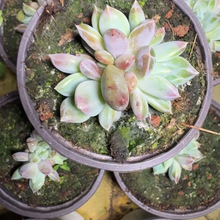 青禾美人 3头  一物一拍