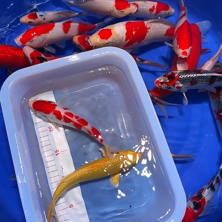 ノ***乀海水鱼哥哥哥哥给哈哈发水！