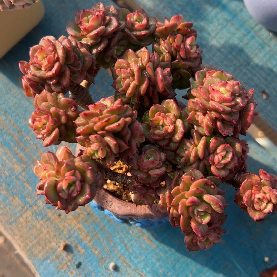 多肉植物一物一拍（47号）