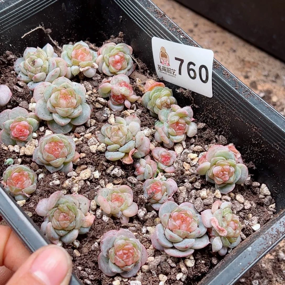 诗***艺多肉植物多肉植物