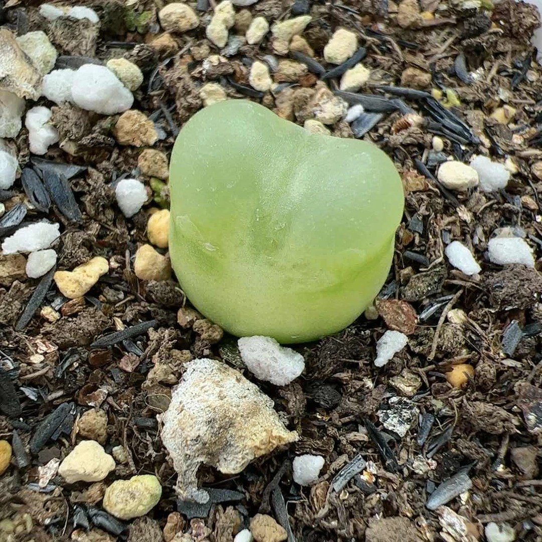 【闪购商品】318 拉登1.6