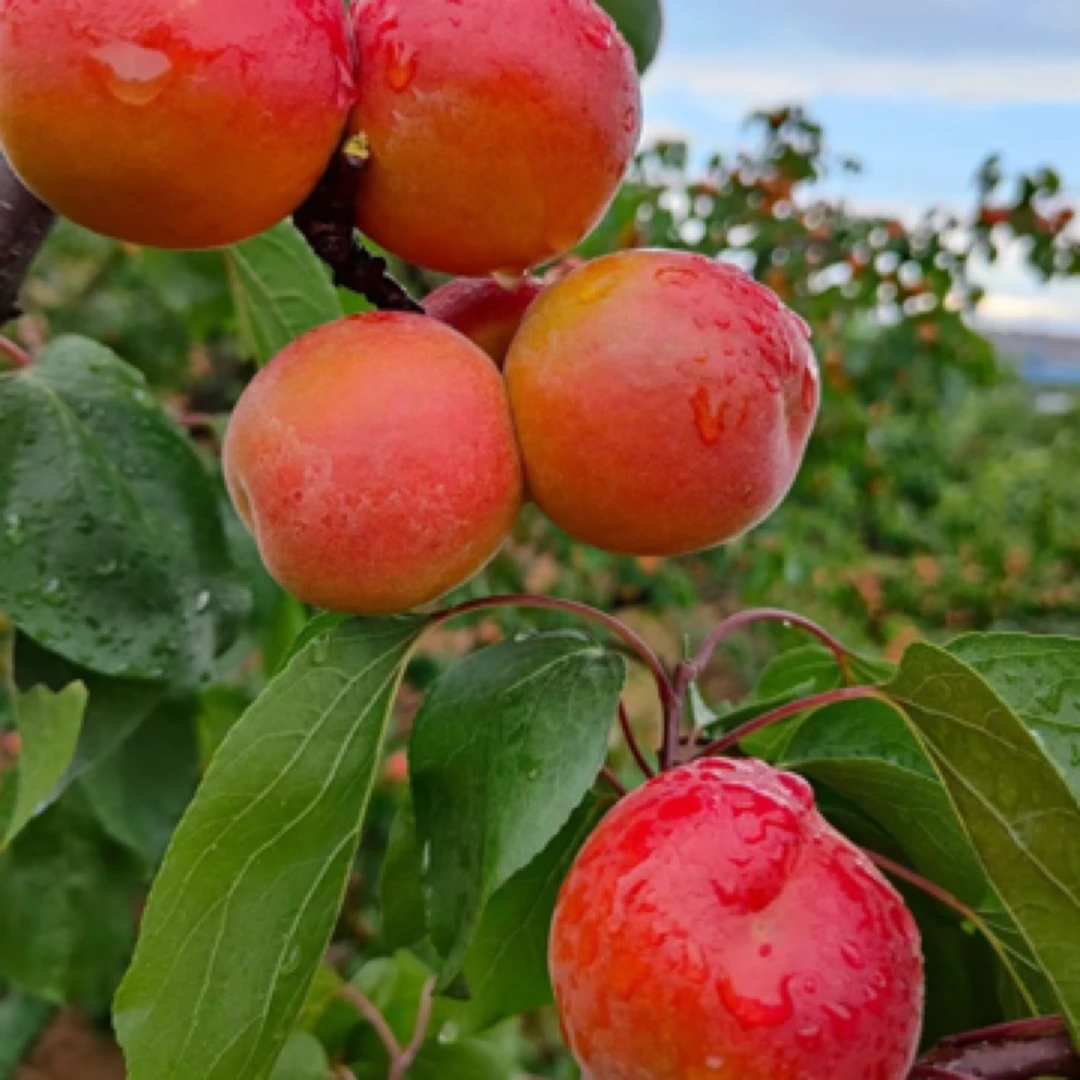 软糯香甜崂山小红杏，浓香杏子味，每份一斤左右