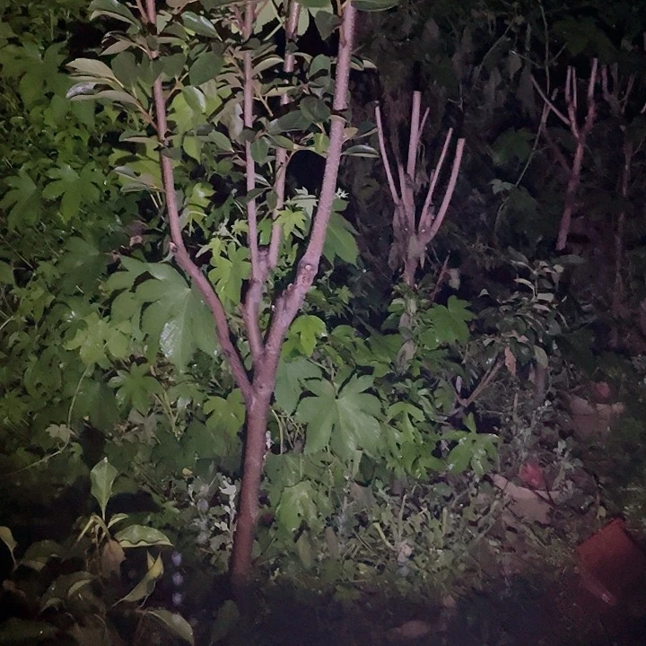 味***来一物一拍陪在地栽