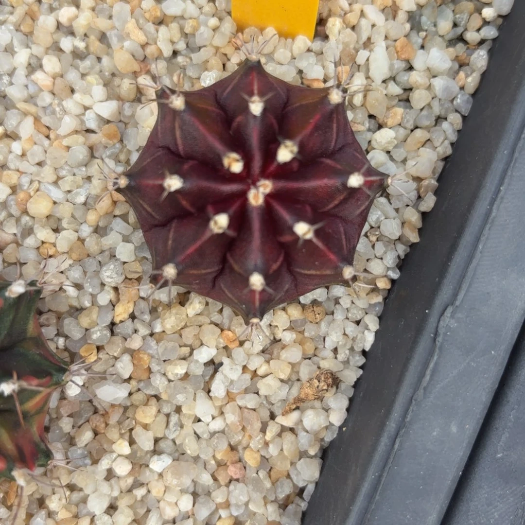 7-1221泰国发货多肉