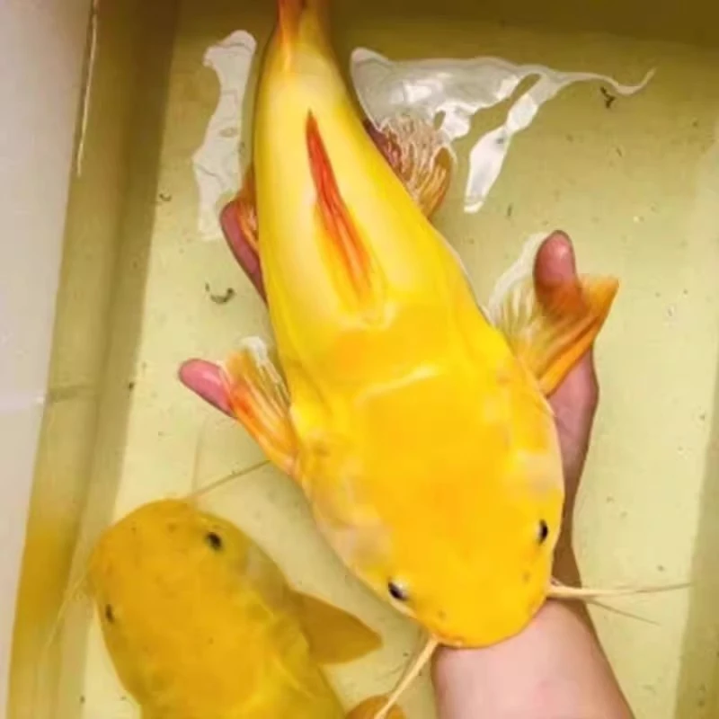 黄金招财猫热带观赏鱼大型淡水好养耐活凶猛肉食底层鱼龙鱼虎鱼苗