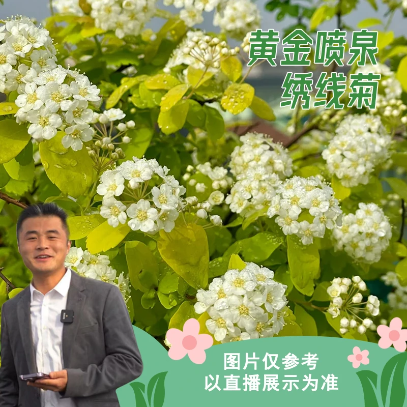黄金喷泉绣线菊耐寒耐热花灌木观花观叶盆栽阳台庭院四季好养