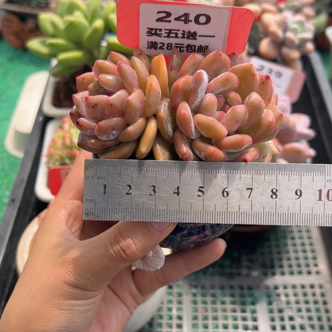 表妹精品多肉植物240.