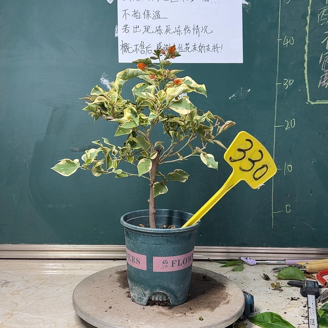 完全开放   福利  橙冰  330