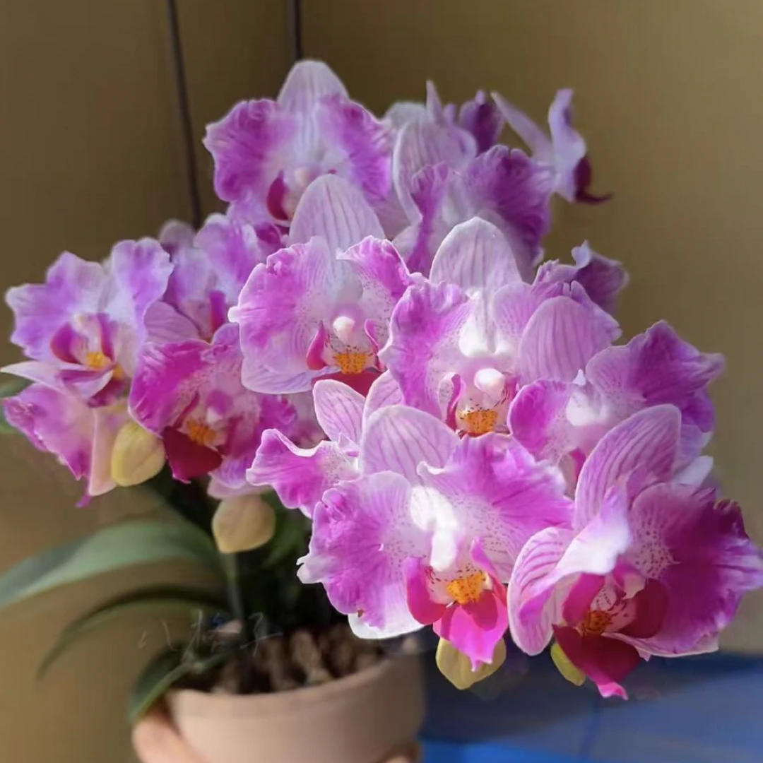 风铃3.0寸杯出梗苗