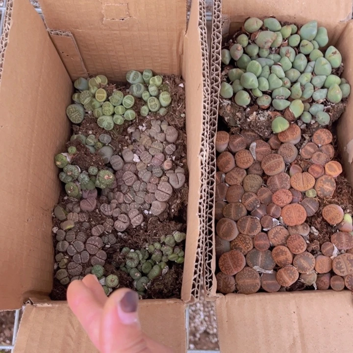 一箱两层8888888888888