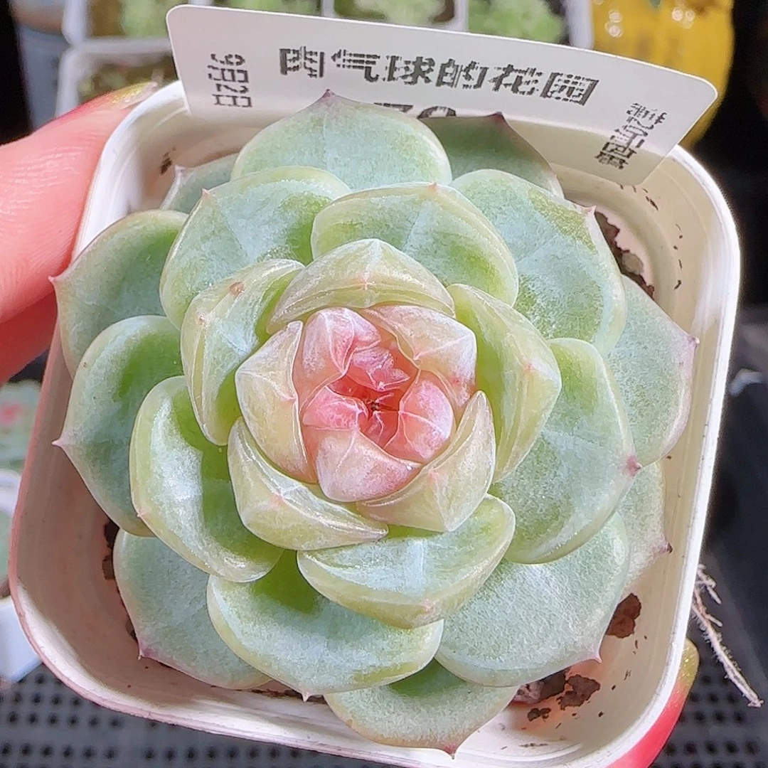 0902---70舒月糖心珍妮