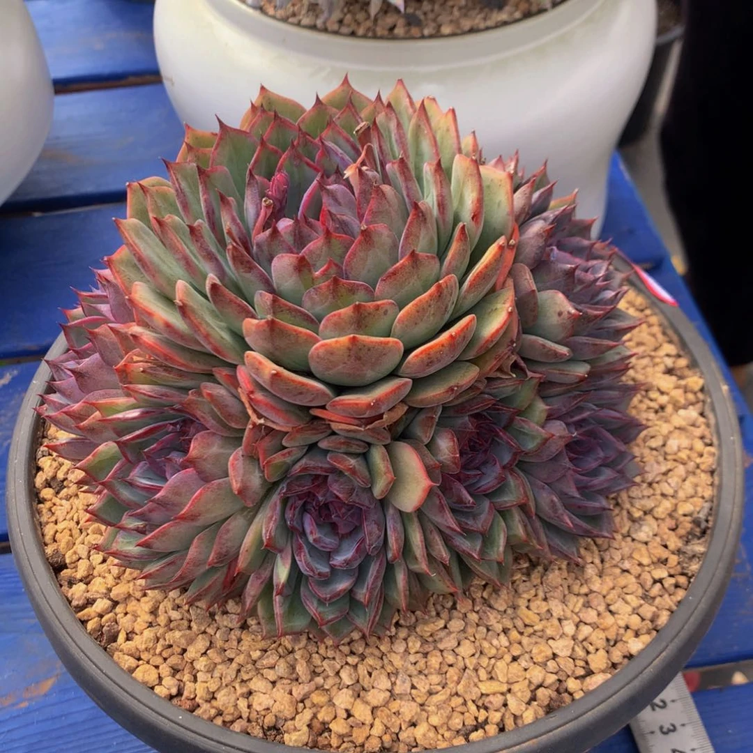 眼***石蓝色妖姬1111111