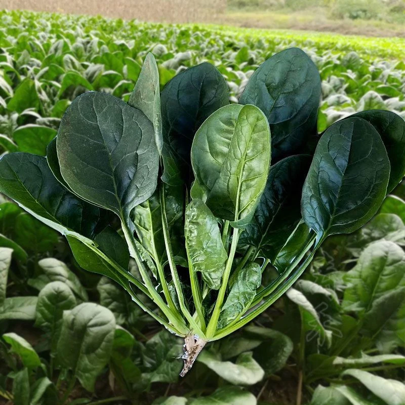 .2025大叶菠菜种子四季蔬菜秋冬籽种阳台种籽抗热种盆栽波菜孑