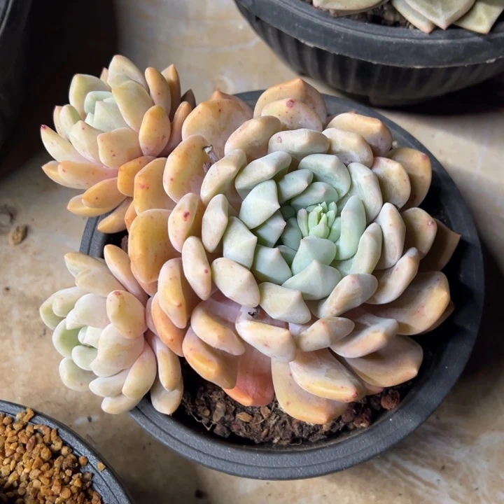 冰橙 群生 夏鸣园艺