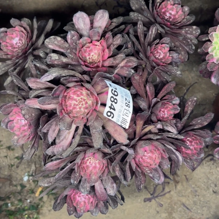 29846紫霞多肉植物
