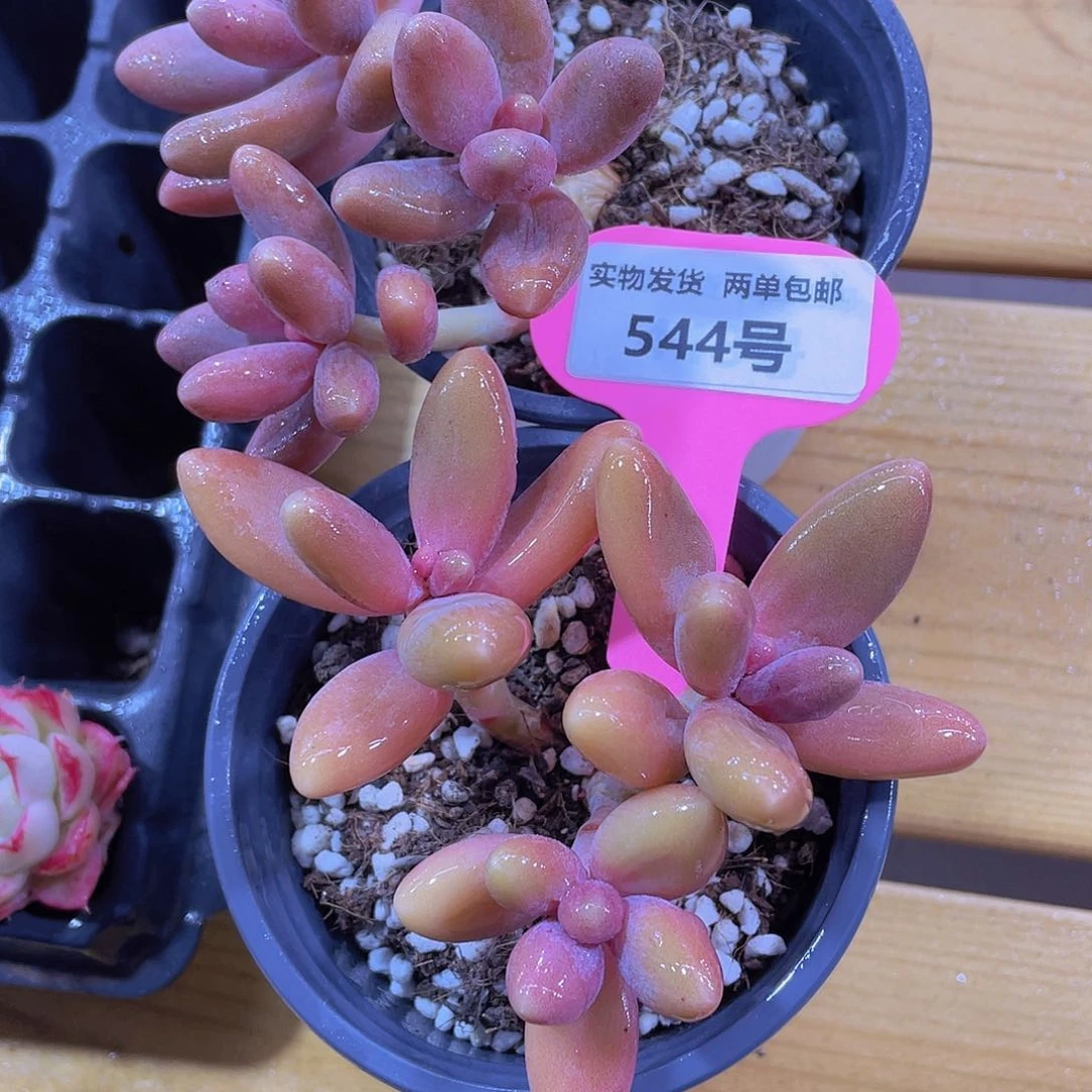 544号糖果美人多头群一颗