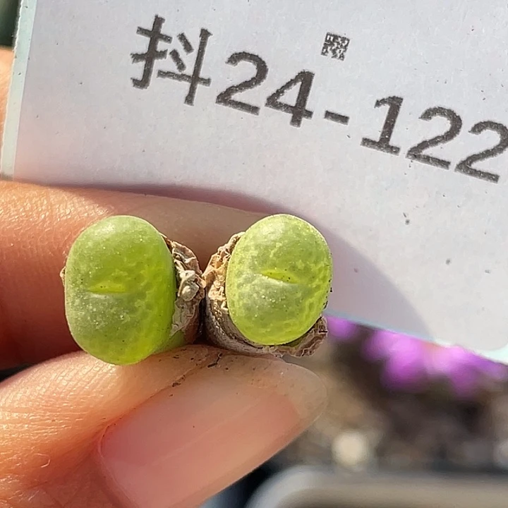 24-122勋章多肉植物