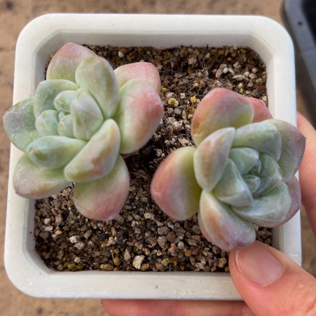 新年快乐 新年快乐