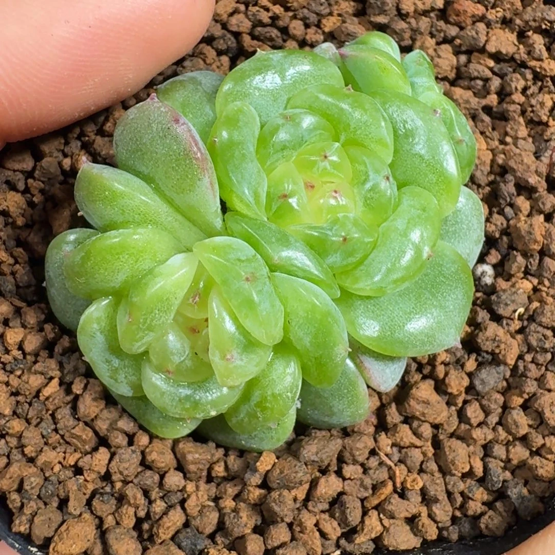 0924-87-欧若拉双头一颗