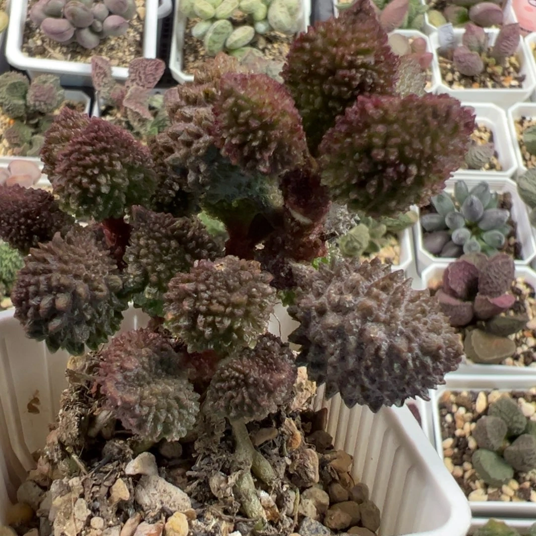 毛球多头纯木质桩多肉植物