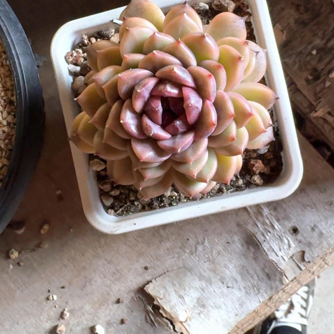 专拍链接多肉精品单头