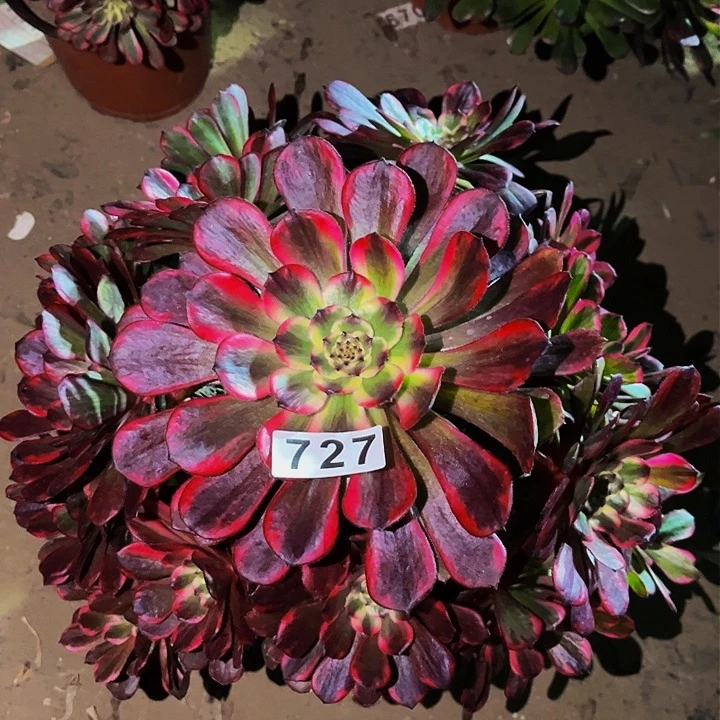 727烟花多肉植物处理不售后