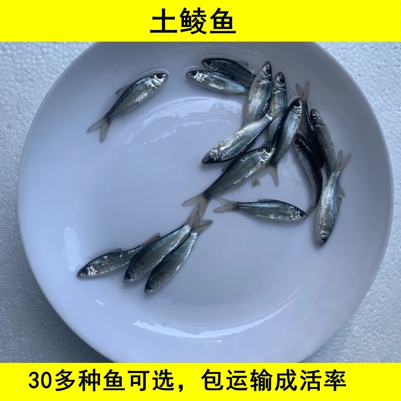 淡水土鲮鱼麦鲮鱼活体宠物水族小尺寸好养殖