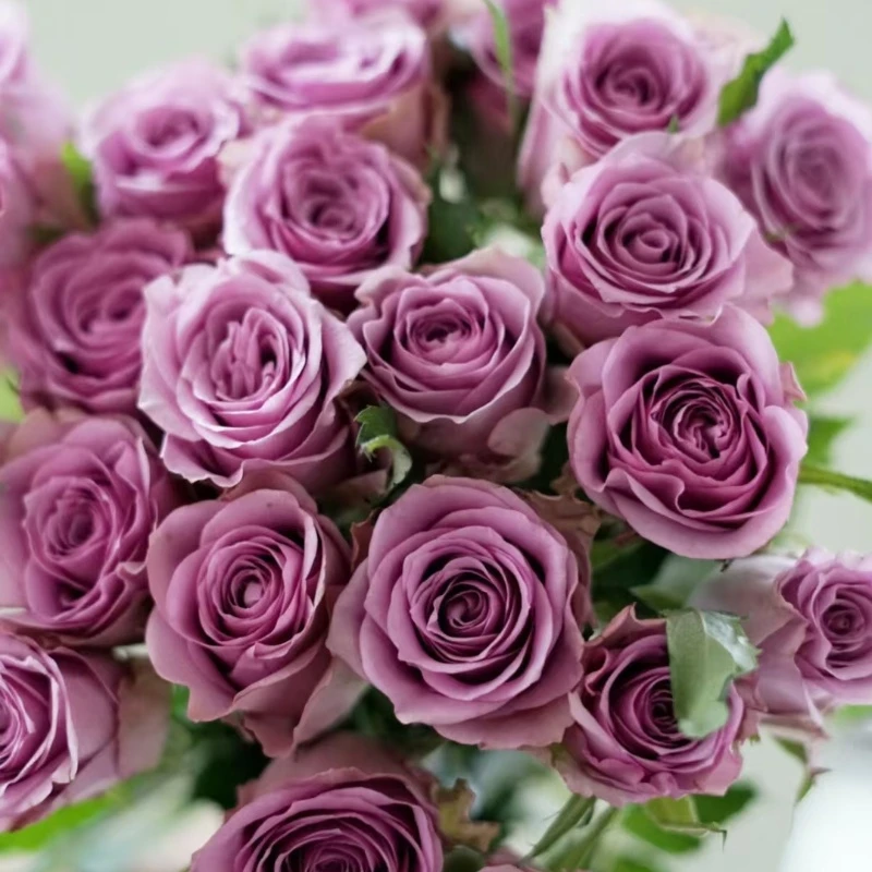 【青岚花卉】A级紫霞仙子单头玫瑰10枝