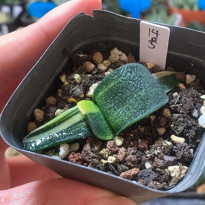 14号卧牛锦一物一拍