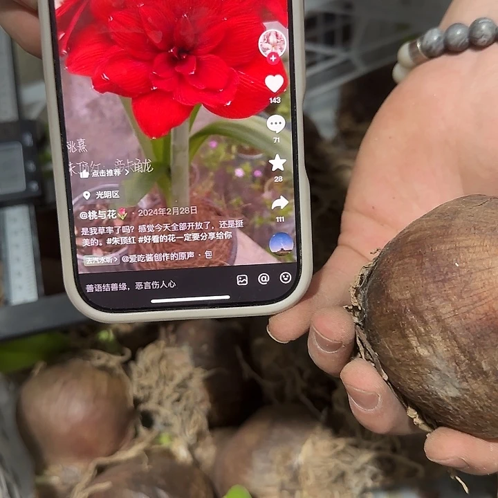 蛟龙6.5公分进口球福利