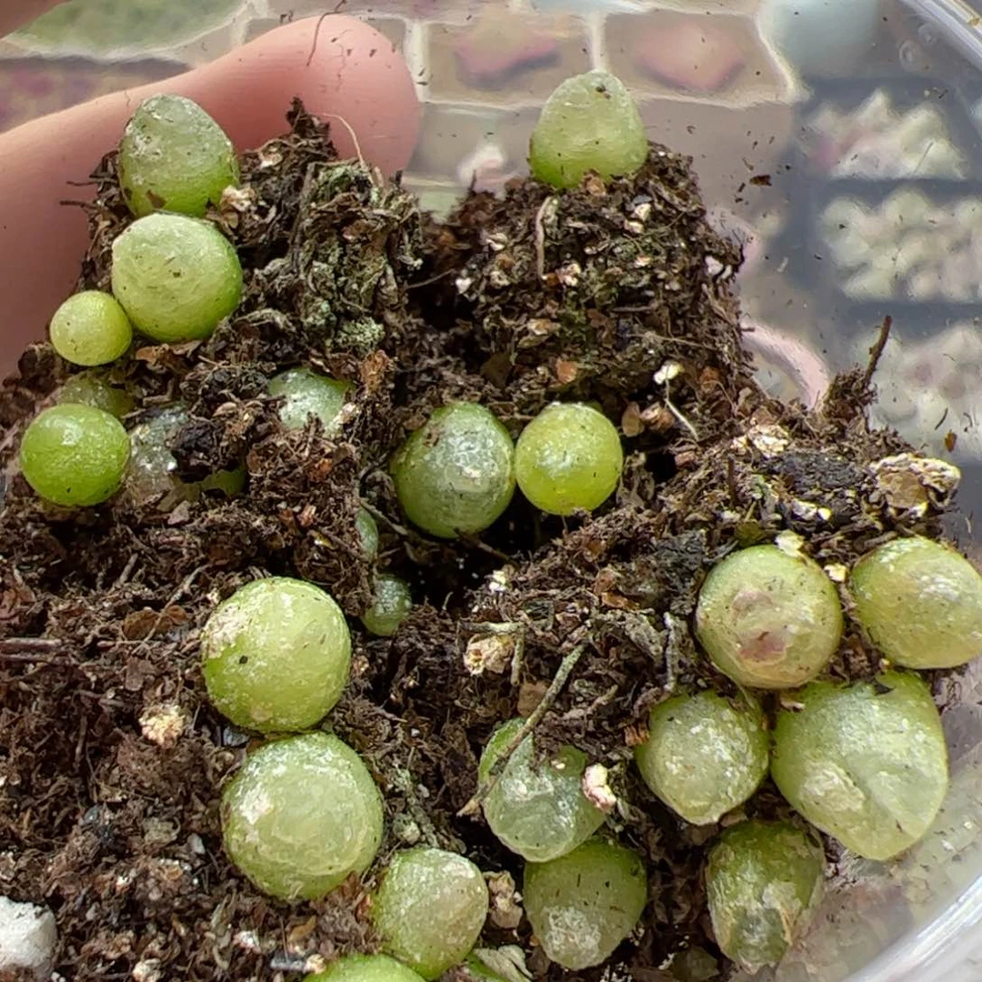 【闪购商品】351 拉登