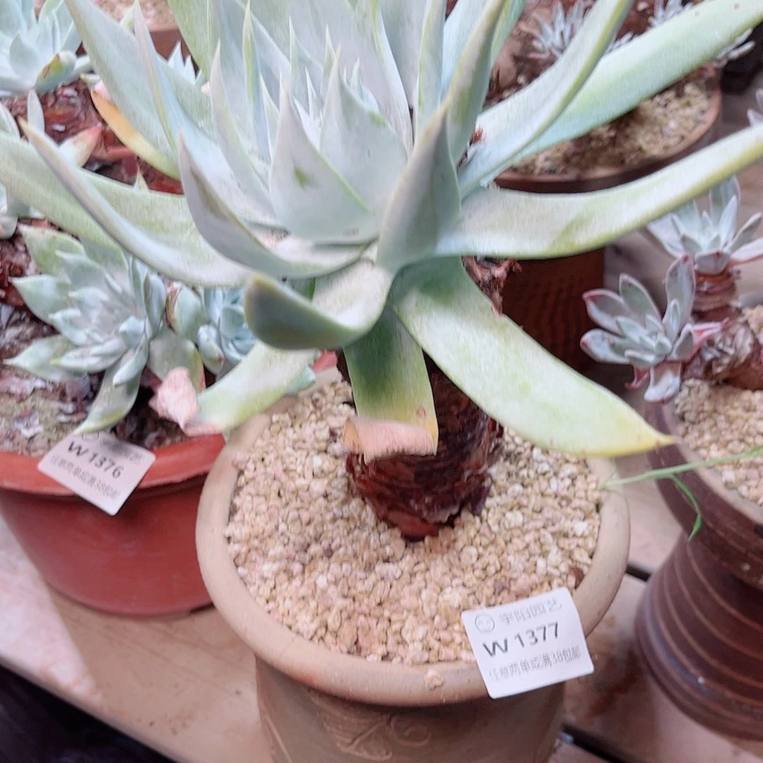 1377雪山多肉多肉